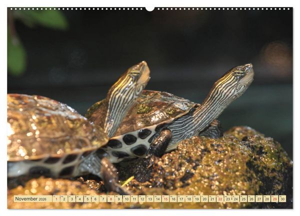 Produktbild: Schildkr&ouml;ten - Gepanzerte Urzeitwesen (hochwertiger Premium Wandkalender 2026 DIN A2 quer), Kunstdruck in Hochglanz
