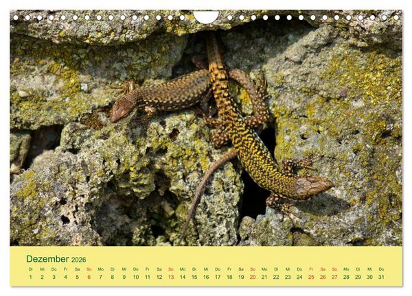 Produktbild: Flinke Eidechsen (Wandkalender 2026 DIN A4 quer), CALVENDO Monatskalender