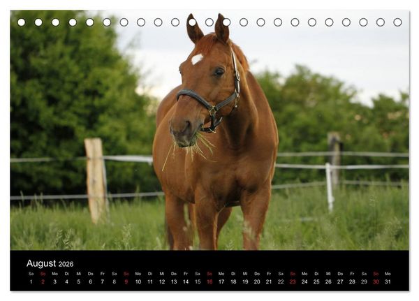Produktbild: Faszination Pferde (Tischkalender 2026 DIN A5 quer), CALVENDO Monatskalender