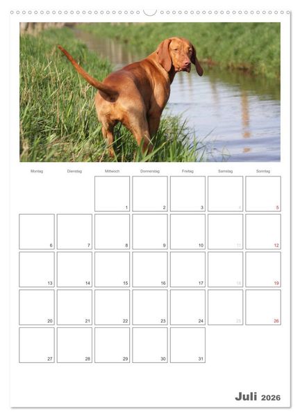 Produktbild: Magyar Vizsla (hochwertiger Premium Wandkalender 2026 DIN A2 hoch), Kunstdruck in Hochglanz