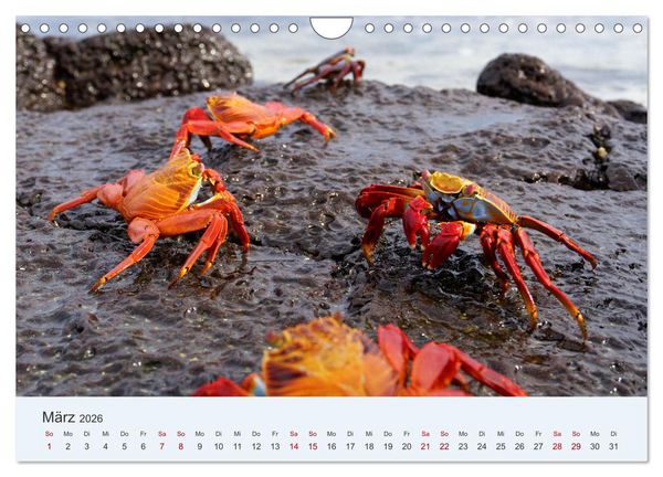 Produktbild: Entdecke Galapagos (Wandkalender 2026 DIN A4 quer), CALVENDO Monatskalender