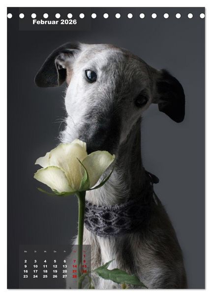 Produktbild: UNDERDOG - Windhundportraits (Tischkalender 2026 DIN A5 hoch), CALVENDO Monatskalender