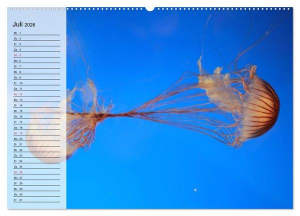 Produktbild: Quallen. Die Welt der Medusen (hochwertiger Premium Wandkalender 2026 DIN A2 quer), Kunstdruck in Hochglanz