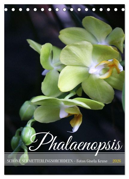 Produktbild: Phalaenopsis - Sch&ouml;ne Schmetterlingsorchideen (Tischkalender 2026 DIN A5 hoch), CALVENDO Monatskalender