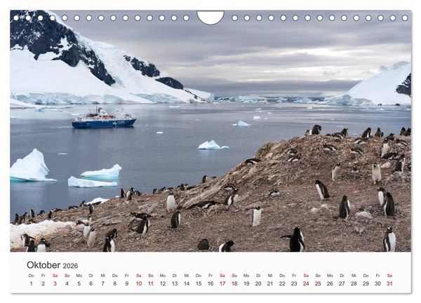 Produktbild: Pinguine - Die sympathischen Frack-Tr&auml;ger (Wandkalender 2026 DIN A4 quer), CALVENDO Monatskalender