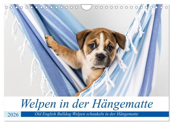 Welpen in der Hängematte (Wandkalender 2026 DIN A4 quer), CALVENDO Monatskalender