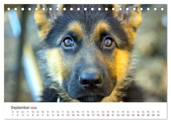 Produktbild: Sch&auml;ferhunde - Die gutm&uuml;tigen Wegbegleiter. (Tischkalender 2026 DIN A5 quer), CALVENDO Monatskalender