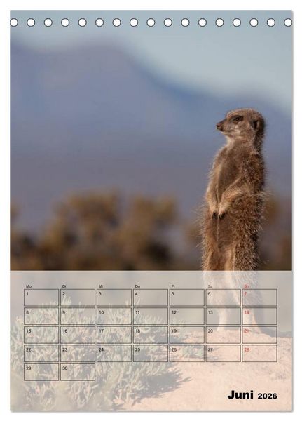 Produktbild: Erdm&auml;nnchen - Afrikas liebenswerte Zwerge (Tischkalender 2026 DIN A5 hoch), CALVENDO Monatskalender