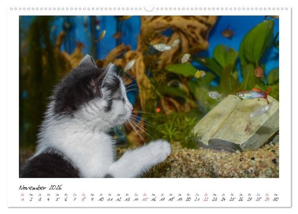 Produktbild: Die Launen der Katzen 2026 (hochwertiger Premium Wandkalender 2026 DIN A2 quer), Kunstdruck in Hochglanz