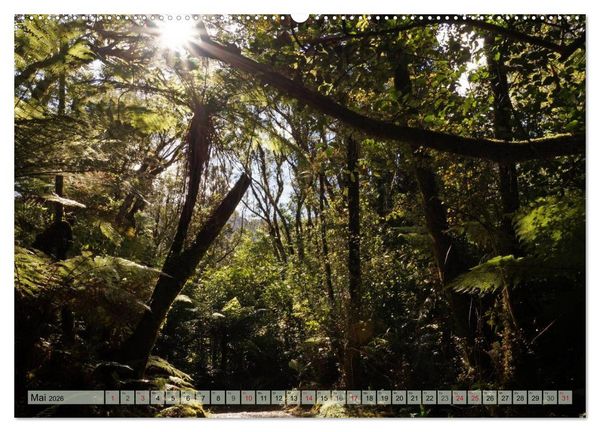 Produktbild: Prim&auml;rwald - Neuseeland (hochwertiger Premium Wandkalender 2026 DIN A2 quer), Kunstdruck in Hochglanz