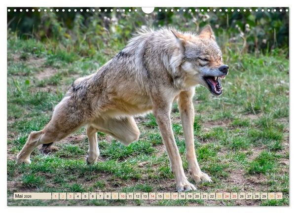 Produktbild: Wolf - Imposanter J&auml;ger (Wandkalender 2026 DIN A3 quer), CALVENDO Monatskalender