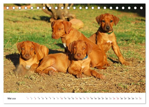 Produktbild: Rhodesian Ridgeback Welpen (Tischkalender 2026 DIN A5 quer), CALVENDO Monatskalender