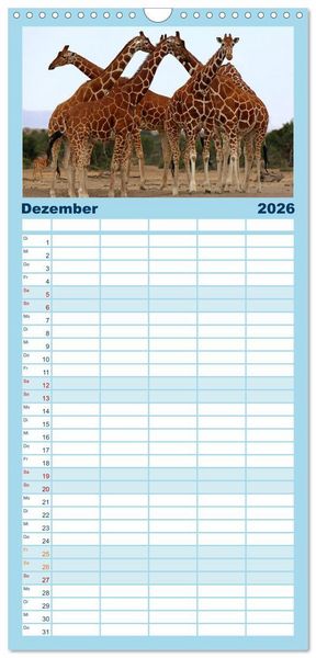 Produktbild: Familienplaner 2026 - Giraffen - Sanftheit und Anmut mit 5 Spalten (Wandkalender, 21 x 45 cm) CALVENDO