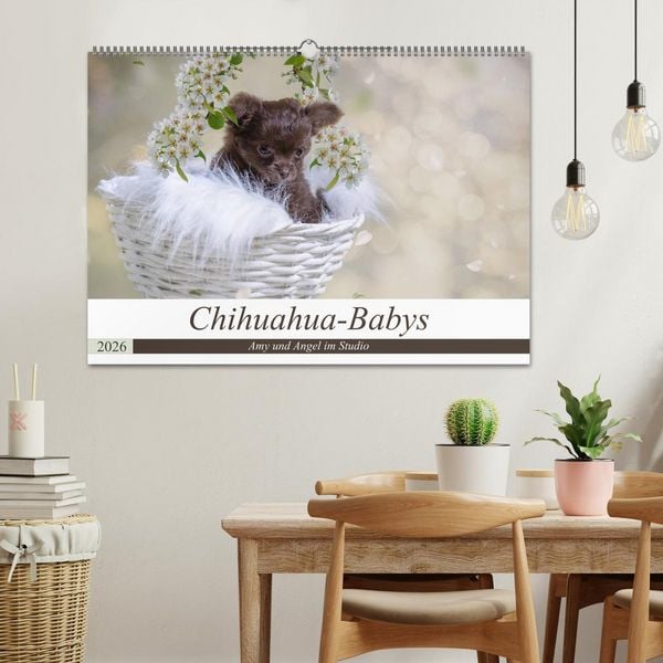 Produktbild: Chihuahua-Babys - Amy und Angel im Studio (Wandkalender 2026 DIN A2 quer), CALVENDO Monatskalender