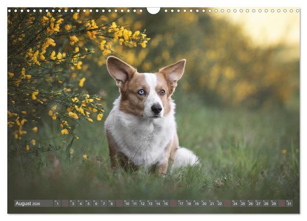 Produktbild: Welsh Corgi - Der Kobold unter den Hunden (Wandkalender 2026 DIN A3 quer), CALVENDO Monatskalender