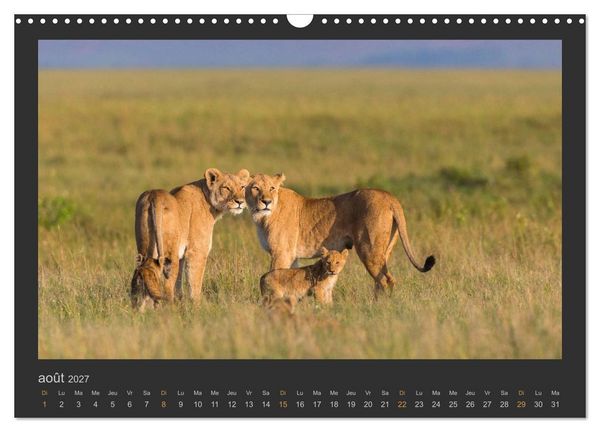 Produktbild: Lions &ndash; Photographies de la faune (Calendrier mural 2027 DIN A3 vertical), CALVENDO calendrier mensuel