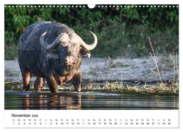 Produktbild: B&uuml;ffel - wild und sch&ouml;n (Wandkalender 2026 DIN A3 quer), CALVENDO Monatskalender