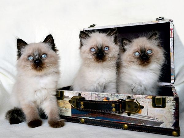 Produktbild: CALVENDO Puzzle Crusaders Ragdoll Katzen | 1000 Teile Lege-Gr&ouml;&szlig;e 64x48cm Foto-Puzzle f&uuml;r gl&uuml;ckliche Stunden