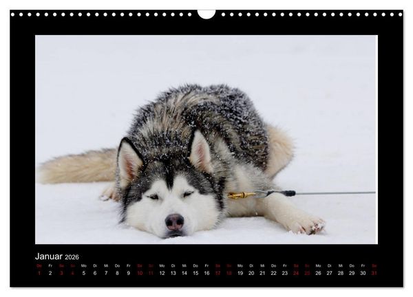 Produktbild: Huskys im Schnee (Wandkalender 2026 DIN A3 quer), CALVENDO Monatskalender