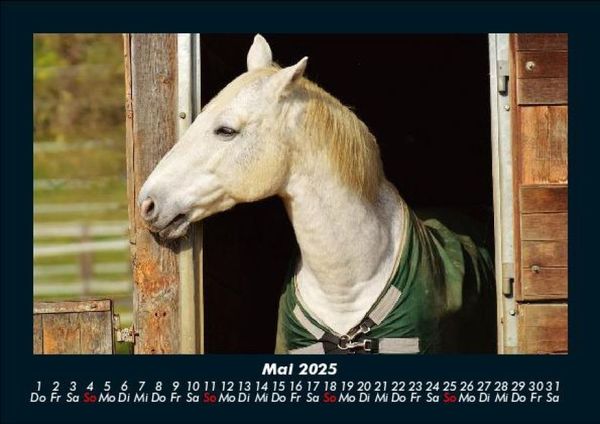 Produktbild: Pferde Kalender 2025 Fotokalender DIN A5