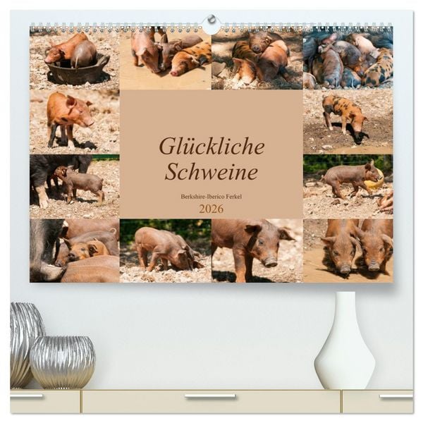 Produktbild: Gl&uuml;ckliche Schweine Berkshire-Iberico Ferkel (hochwertiger Premium Wandkalender 2026 DIN A2 quer), Kunstdruck in Hochglanz