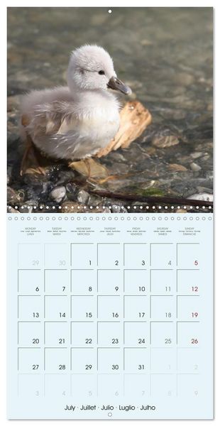Produktbild: Les oiseaux du lac L&eacute;man (Calendrier mural carr&eacute; 2026 30x30 cm) Calendrier double avec une page pour vos prises de notes