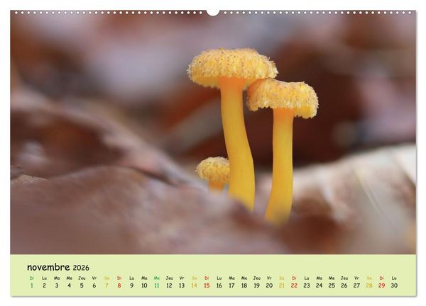 Produktbild: Champignons tout en couleurs (Calendrier mural 2026 DIN A2 vertical) calendrier de bureau
