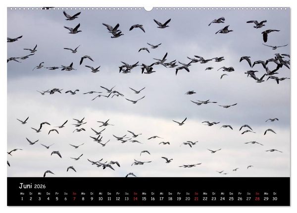 Produktbild: Schrei der Wildg&auml;nse (Wandkalender 2026 DIN A2 quer), CALVENDO Monatskalender