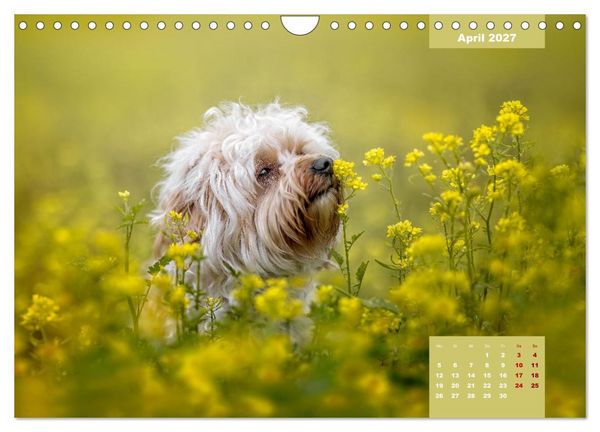Produktbild: Rocket der Havaneser (Wandkalender 2027 DIN A4 quer), CALVENDO Monatskalender