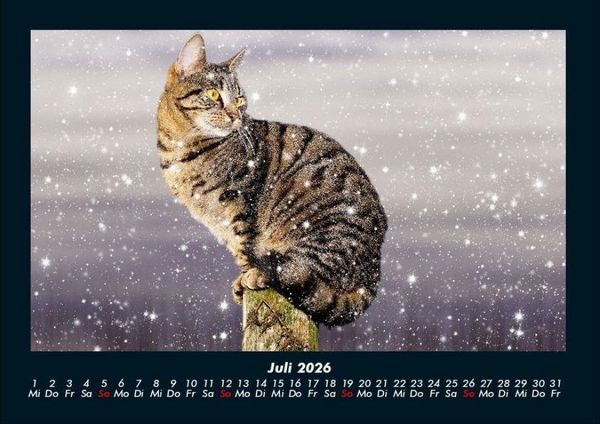 Produktbild: F&uuml;r Katzenfreunde 2026 Fotokalender DIN A4