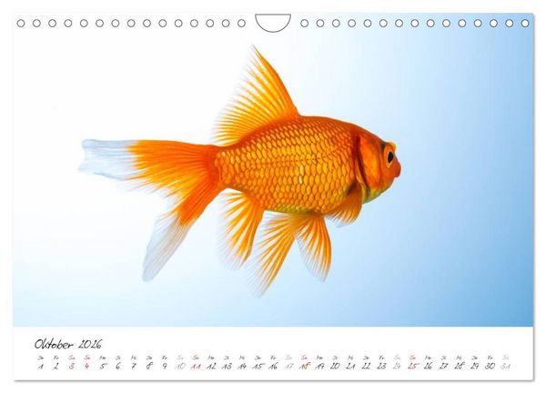 Produktbild: Goldy - mein Goldfisch (Wandkalender 2026 DIN A4 quer), CALVENDO Monatskalender