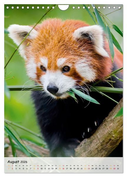 Produktbild: Roter Panda (Wandkalender 2026 DIN A4 hoch), CALVENDO Monatskalender