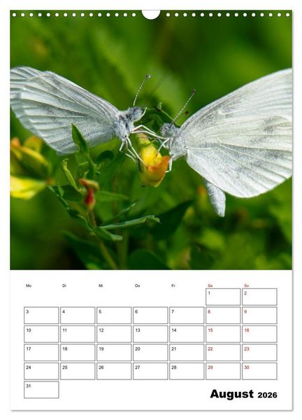 Produktbild: Insekten im Fokus (Wandkalender 2026 DIN A3 hoch), CALVENDO Monatskalender