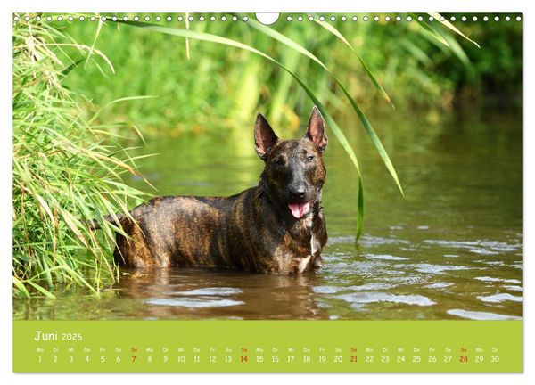 Produktbild: Einmal Bullterrier - immer Bullterrier (Wandkalender 2026 DIN A3 quer), CALVENDO Monatskalender