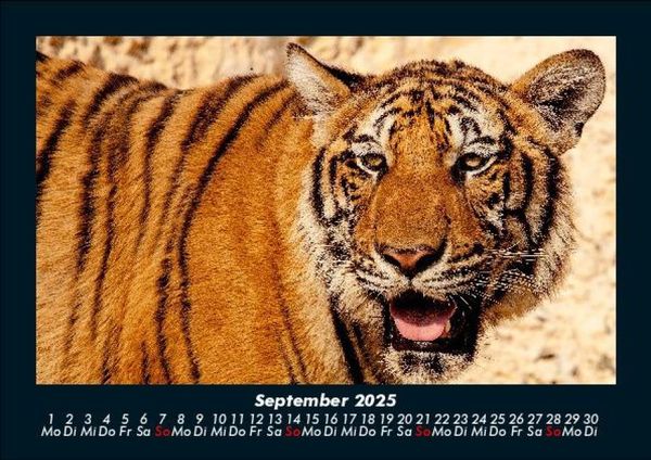 Produktbild: Tiger 2025 Fotokalender DIN A5