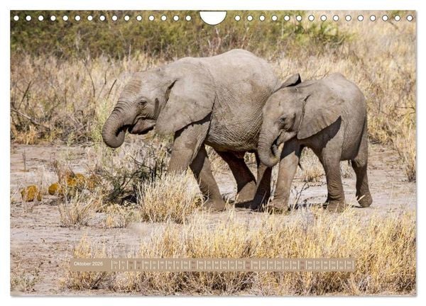 Produktbild: Afrikas Tierwelt - Wilde Elefanten (Wandkalender 2026 DIN A4 quer), CALVENDO Monatskalender