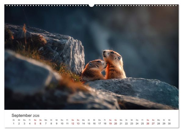 Produktbild: Alpenpl&uuml;sch - Mit Murmeltieren durchs Jahr (Wandkalender 2026 DIN A2 quer), CALVENDO Monatskalender