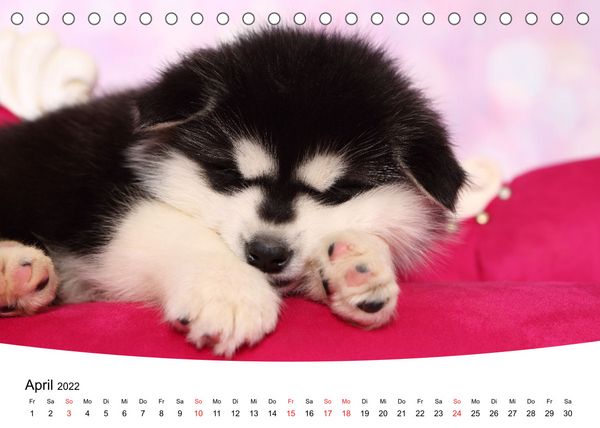 Produktbild: S&uuml;&szlig;e Tr&auml;ume 2022 - schlafende Hundewelpen (Tischkalender 2022 DIN A5 quer)