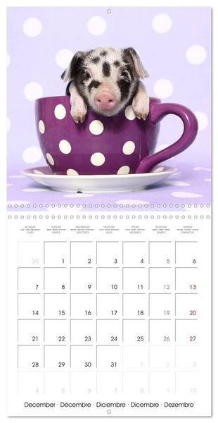 Produktbild: Sweet little piglets (Wall Calendar 2026 12 &times; 12 Inch) CALVENDO 12 Month Wall Calendar