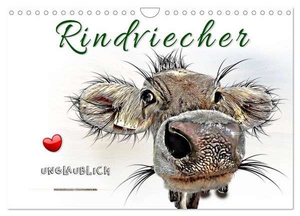 Rindviecher unglaublich (Wandkalender 2026 DIN A4 quer), CALVENDO Monatskalender