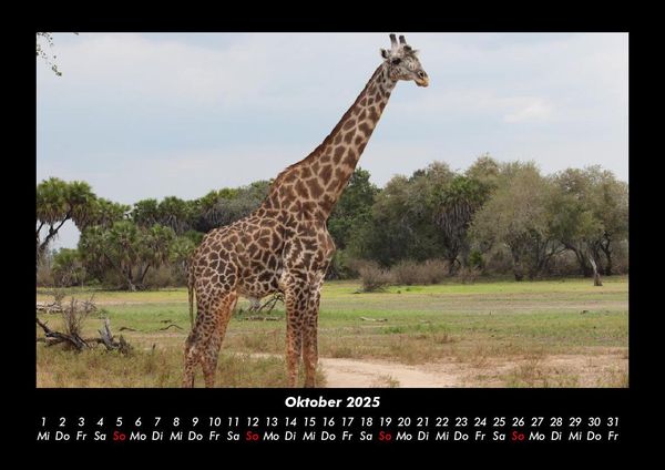 Produktbild: Giraffen 2025 Fotokalender DIN A3