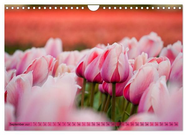 Produktbild: Tulpen - Hollands Stolz (Wandkalender 2027 DIN A4 quer), CALVENDO Monatskalender