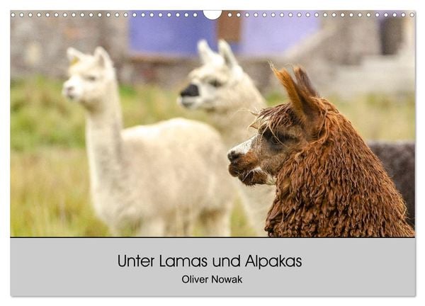 Unter Lamas und Alpakas (Wandkalender 2025 DIN A3 quer), CALVENDO Monatskalender