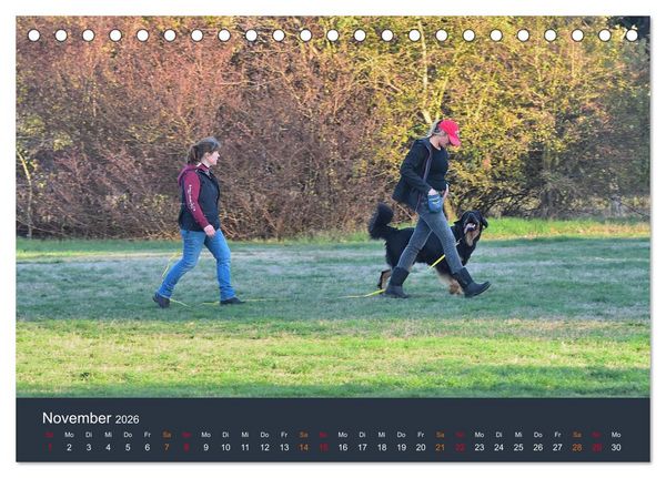 Produktbild: Ein Hovawart, ein Wachhund (Tischkalender 2026 DIN A5 quer), CALVENDO Monatskalender