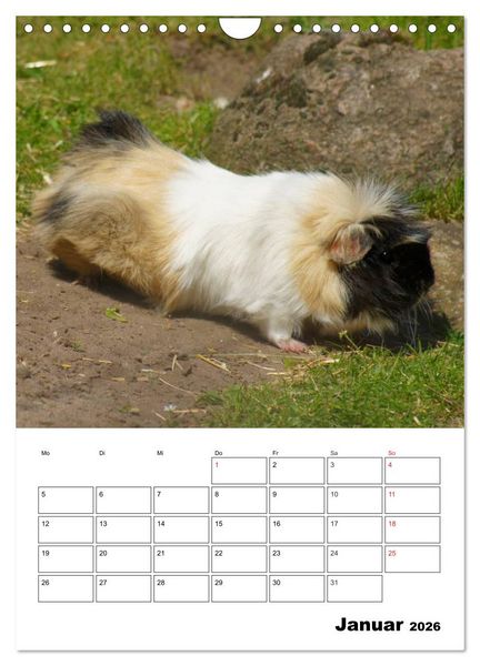 Produktbild: Meerschweinchen Terminplaner (Wandkalender 2026 DIN A4 hoch), CALVENDO Monatskalender