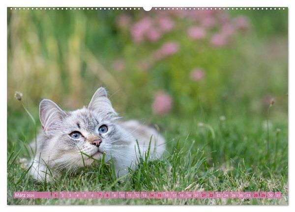 Produktbild: Maui und Molokai - Sibirische Katzenschwestern (hochwertiger Premium Wandkalender 2026 DIN A2 quer), Kunstdruck in Hochglanz