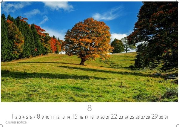 Produktbild: Wald & Natur Kalender 2027 &ndash; Wandkalender | Fotokalender Naturkalender Gro&szlig;format 35x50cm - Nat&uuml;rliche Sch&ouml;nheit & Ruhe f&uuml;r jeden Monat .