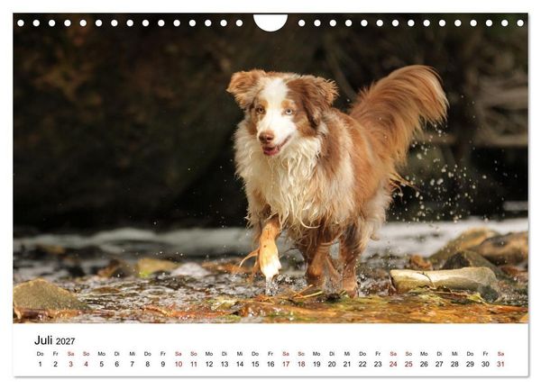 Produktbild: Australian Shepherd - Treue Blicke, wilde Herzen (Wandkalender 2027 DIN A4 quer), CALVENDO Monatskalender