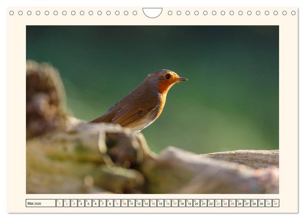 Produktbild: Gefiederte Sch&ouml;nheiten - Das Rotkehlchen (Wandkalender 2026 DIN A4 quer), CALVENDO Monatskalender