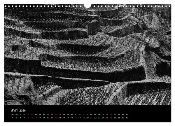 Produktbild: VIGNES DU SUD terroirs d'AOC (Calendrier mural 2026 DIN A3 vertical), CALVENDO calendrier mensuel